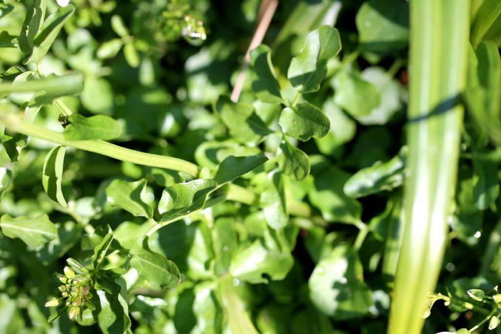 Nasturtium officinale? No, Cardamine amara